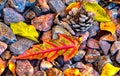 Fall Leaves, Pine Cones and Stones Royalty Free Stock Photo