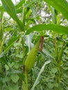 A fairly large corn Royalty Free Stock Photo