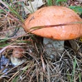 New york long island eatable boletes