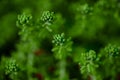 Macro shot of sedum Royalty Free Stock Photo