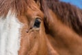 There are flies in the eye of a horse Royalty Free Stock Photo