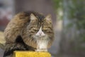 There is a fluffy cat with beautiful yellow eyes sits on a bench. Caring for stray animals