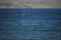 There are four lovely and beautiful wild ducks in the dark blue lake