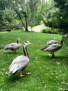 There are four lovely gray ducks on the lawn