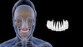 Location of upper teeth or premolars in Human Royalty Free Stock Photo