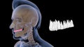 Location of upper teeth or premolars in Human