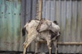 there is a goat and The background is earthy and blurry