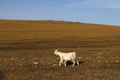 There is a goat grazing on the yellow grassland