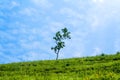 There is a graceful and graceful tree on the top of the grassland