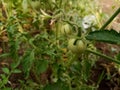 Green organic tomato plant Royalty Free Stock Photo