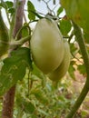 Green organic tomato plant Royalty Free Stock Photo