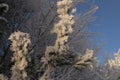 Hard rime on a pine tree, december in Poland