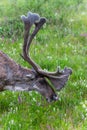 A wild caribou at Denali National Park in spring Royalty Free Stock Photo