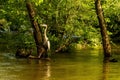 A Heron Waits for Fish in a Flooded River.