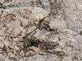 There is Hope, Daisy Growing on a Boulder