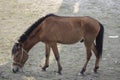 there is a horse eating grass and The background is earthy and blurry