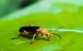 There is an insect standing on the green leaves and green background Royalty Free Stock Photo