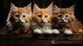 There of kittens in front of a fireplace. Studio shot. Royalty Free Stock Photo