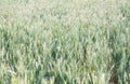 There are large areas of green and ripe wheat in the fields