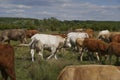 There is a large bull among the herd of cattle cows.