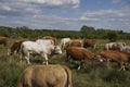 There is a large bull among the herd of cattle cows.