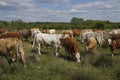 There is a large bull among the herd of cattle cows.