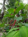 there is a large plant with red flowers growing in the forest