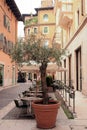 There is a large pot with a decorative tree near the cafe on the street of the old town. View in perspective