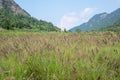 There are large tracts of Dog tail grass in the field