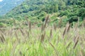 There are large tracts of Dogtail grass in the field