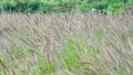 There are large tracts of Dogtail grass in the field