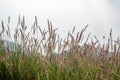 There are large tracts of Dogtail grass in the field