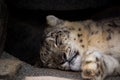 there is a leopard laying down sleeping on the ground in the shade Royalty Free Stock Photo