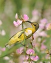 Purple sunbird in a pink flower garden Royalty Free Stock Photo