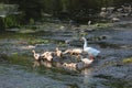 There is a lively and lovely group of ducks in the pond