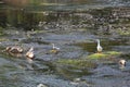 There is a lively and lovely group of ducks in the pond