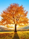 There is a lonely lush tree on the lawn covered with orange leaves through which the sun rays are shining. Autumn rural scenery.