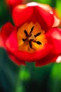 There are a lot of red tulips on the lawn. Beautiful spring park with lots of flowers. Darwinian hybrids. Royalty Free Stock Photo