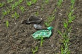 There are lot of rubbish when inspecting a populated field with spring rows of wheat. Archaeologically valuable shards of ceramics