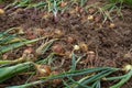 There are a lot of unearthed onions lying on the excavated ground