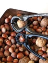 there are a lot of walnuts and hazelnuts in a bowl, walnut cracker and hazelnut cracking apparatus Royalty Free Stock Photo