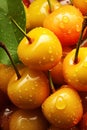 There are a lot of wet yellow cherry fruits. Selective focus.