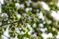 There are a lot of white blossoms on the Apple tree. Fluffy delicate petals on thin branches and green leaves.