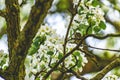 There are a lot of white blossoms on the Apple tree. Fluffy delicate petals on thin branches and green leaves.