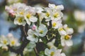 There are a lot of white blossoms on the Apple tree. Fluffy delicate petals on thin branches and green leaves.