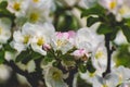 There are a lot of white blossoms on the Apple tree. Fluffy delicate petals on thin branches and green leaves.