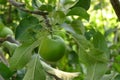 there are lots of apples in sour green apple tree,fruity apple tree,natural orchard