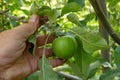 there are lots of apples in sour green apple tree,fruity apple tree,natural orchard