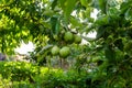 there are lots of apples in sour green apple tree,fruity apple tree,natural orchard