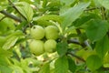 there are lots of apples in sour green apple tree,fruity apple tree,natural orchard